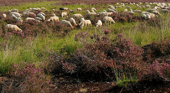  www.natuurmonumenten.nl